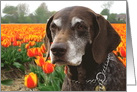 German Shorthaired Pointer and Tulips Blank Any Occasion card