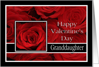 Granddaughter - Valentine’s Day Roses red, black and white card