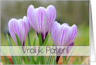 Dutch Vrolijk Pasen Happy Easter Purple Crocuses card