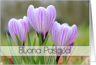 Italian Buona Pasqua...