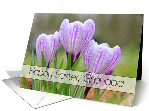 Grandpa - Happy Easter Purple crocuses card (1251638)