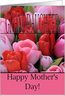 Granddaughter Mixed pink tulips Happy Mother’s Day card