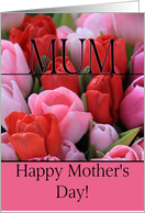Mum Mixed pink tulips Happy Mother’s Day card
