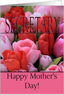 Secretary Mixed pink tulips Happy Mother’s Day card