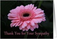 Thank You for Sympathy - Pink Gerbera card
