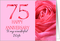 75th Anniversary to Wife Pink rose close up card