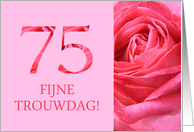 75th Anniversary Dutch Fijne Trouwdag - Pink rose close up card