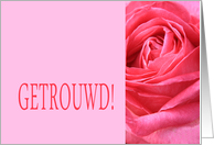 Getrouwd - Dutch wedding congratulations - Pink rose close up card