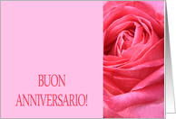 Anniversary Italian Buon Anniversario - Pink rose close up card