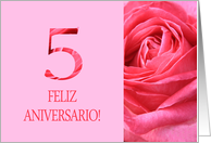 5th Anniversary Spanish Feliz Aniversario Pink Rose Close Up card