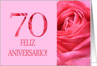 70th Anniversary Spanish Feliz Aniversario Pink Rose Close Up card