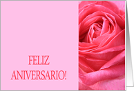 Anniversary Spanish Feliz Aniversario Pink Rose Close Up card