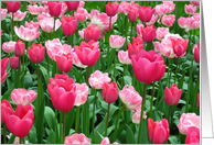 Pink Tulips in a Field Blank Any Occasion card