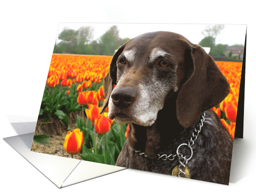 German Shorthaired Pointer and Tulips Blank Any Occasion card (552347)