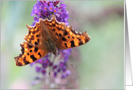 Comma Butterfly Blank Any Occasion card