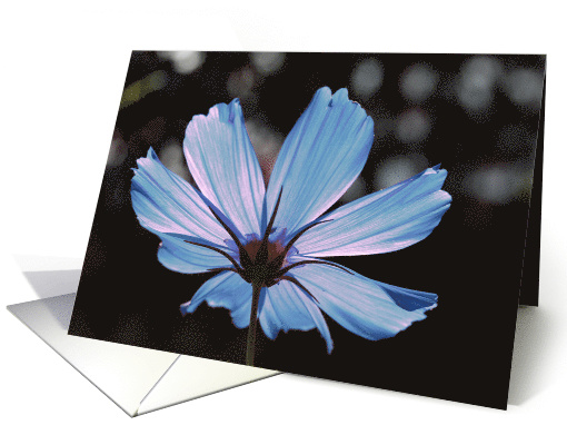 Blue Cosmos Flower Blank Any Occasion card (554551)