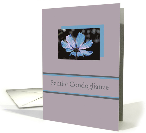 Italian Sympathy Blue Cosmos Flower on Grey card (557169)