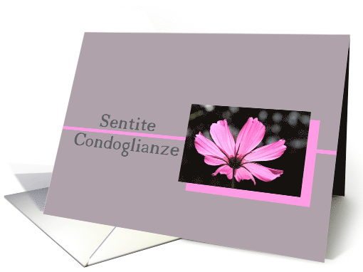 Italian Sympathy Pink Cosmos Flower on Grey card (557296)