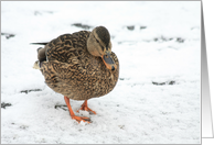 Female Duck on Ice Blank Any Occasion card