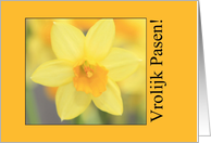 Vrolijk Pasen Yellow Daffodil Dutch Easter card