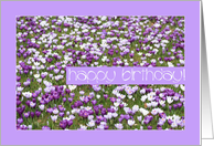 purple crocus birthday Card