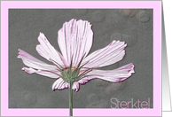 Dutch Sympathy Cosmos Flower card