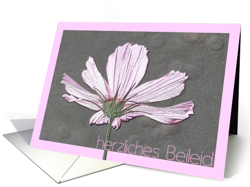 German Sympathy Pink Cosmos card (595101)
