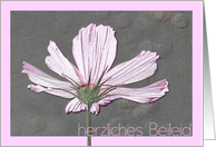 German Sympathy Pink Cosmos card