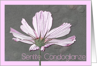 Italian Sympathy Pink Cosmos Flower card