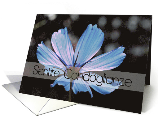 Italian Sympathy Blue Cosmos Flower card (595308)