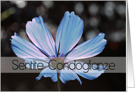 Italian Sympathy Blue Cosmos Flower card