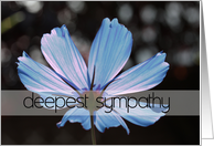 sympathy card cosmos flower card