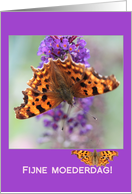 Dutch Mother’s Day Orange Comma Butterfly card