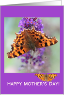 Mother’s Day Orange Comma Butterfly card