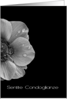 Italian Sympathy Anemone in Black and White card