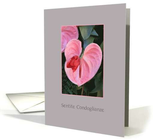 Italian Sympathy Pink Anthurium card (618546)