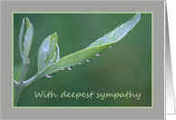 Sympathy Raindrops...