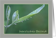 German Sympathy Raindrops on Olive Leaf card