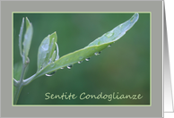 Italian Sympathy Raindrops on Olive Leaf card