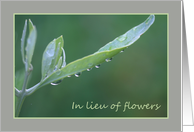 In Lieu of Flowers Raindrops on Olive Leaf card