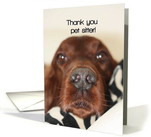 Irish Setter  - Thank you pet sitter card (662098)