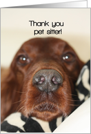 Irish Setter - Thank you pet sitter card