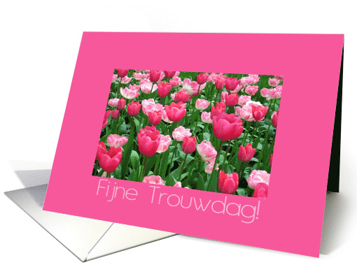 Dutch Wedding Anniversary Pink Tulips card (664572)