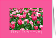 Dutch Wedding Anniversary Pink Tulips card