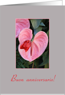 Italian Wedding Anniversary Buon Anniversario, Pink Anthurium card