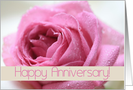 Wedding Anniversary Big Pink Rose card