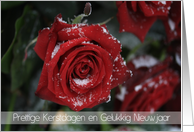 Dutch Red Rose in...