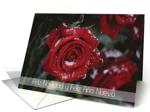 Spanish Red Rose in Snow Christmas and New Year card (711514)