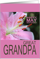 Great Grandpa Happy May Birthday Tigerlily May Birth Month Flower card