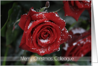 Red rose in snow Merry Christmas Colleague card